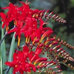 Crocosmia 'Lucifer' rot (x15) - Feuerrote Blüten im Sommer