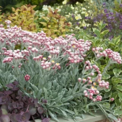 Currykraut ‘Ruby Cluster’® - Duft und Farbe im Topf