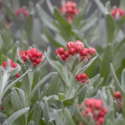 Currykraut ‘Ruby Cluster’® - Duft und Farbe im Topf