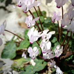 Cyclamen coum blanc - Weiße Blüten im Winter