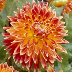 Dahlia 'Akita' - Riesenblüten in Feuerrot