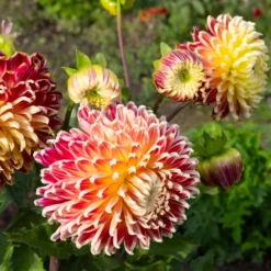 Dahlia 'Akita' - Riesenblüten in Feuerrot