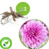 Dahlia 'Lavender Perfection' (x3) - Zarte Blüten den ganzen Sommer