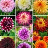 Dahlia 'The Ten' Mischung (x10) - Farbenmeer für den Sommer
