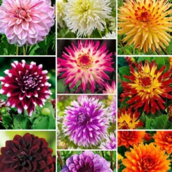 Dahlia 'The Ten' Mischung (x10) - Farbenmeer für den Sommer