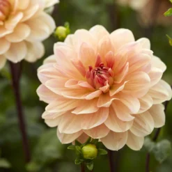 Dahlie ‘Apricot Desire’ - Apricot-Blüten den ganzen Sommer