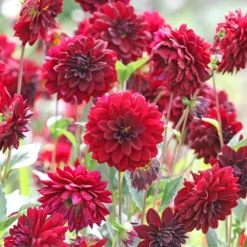 Dahlie ‘Arabian Night’ - Tiefes Rot, das begeistert