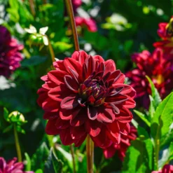 Dahlie ‘Arabian Night’ - Tiefes Rot, das begeistert