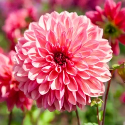 Dahlie 'Bacardi' (x3) - Rosa Blütenfülle den ganzen Sommer