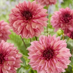 Dahlie 'Bacardi' (x3) - Rosa Blütenfülle den ganzen Sommer