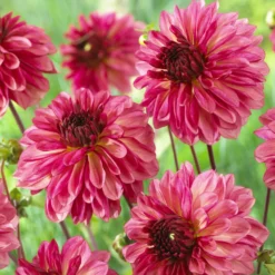 Dahlie 'Bacardi' (x3) - Rosa Blütenfülle den ganzen Sommer