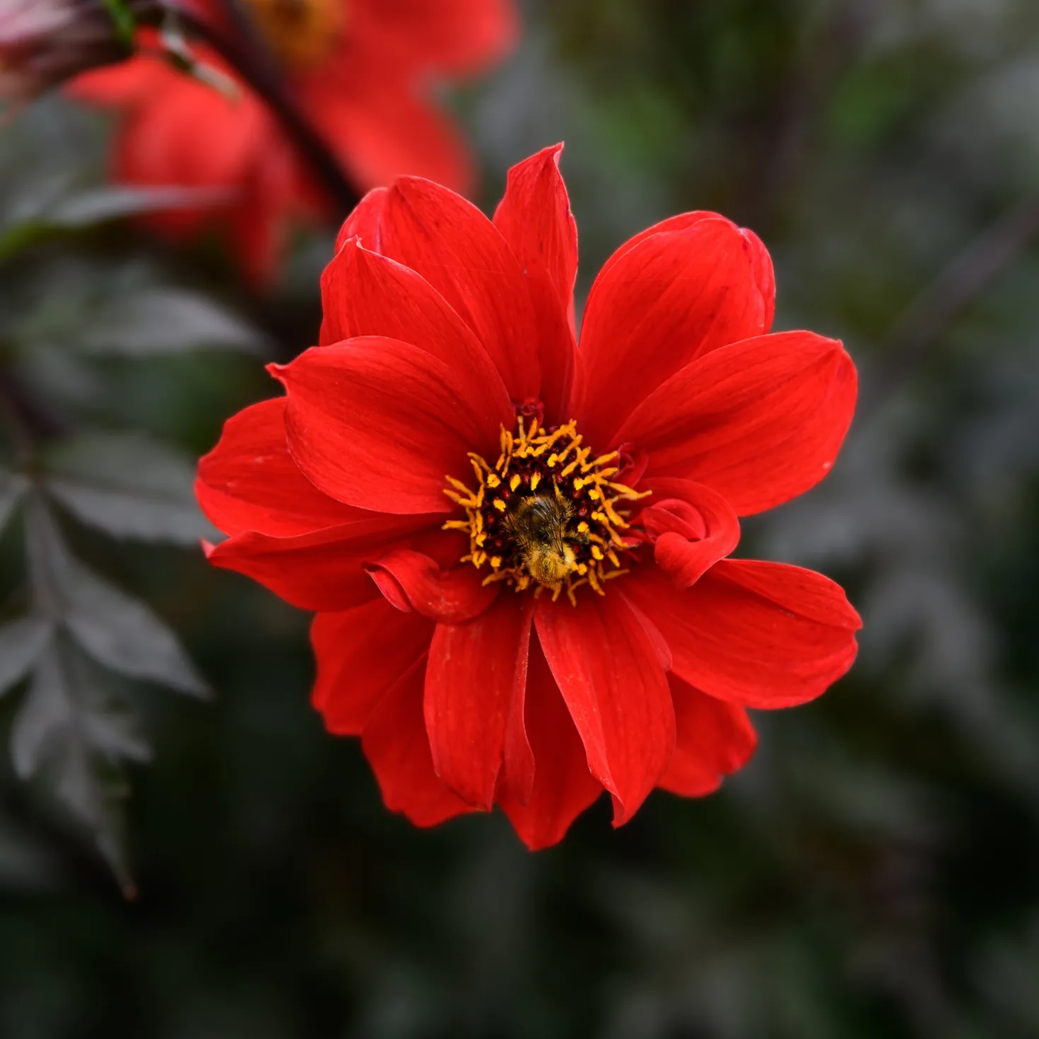 Dahlie ‘Bishop of Llandaff’ - Dunkles Laub, feurige Blüte
