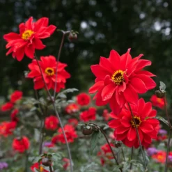 Dahlie ‘Bishop of Llandaff’ - Dunkles Laub, feurige Blüte