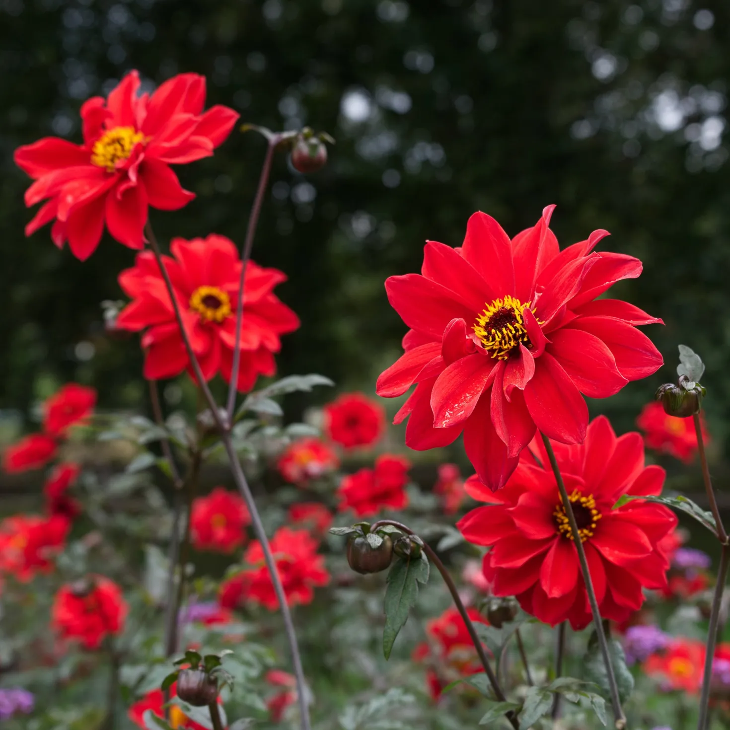 Dahlie ‘Bishop of Llandaff’ - Dunkles Laub, feurige Blüte