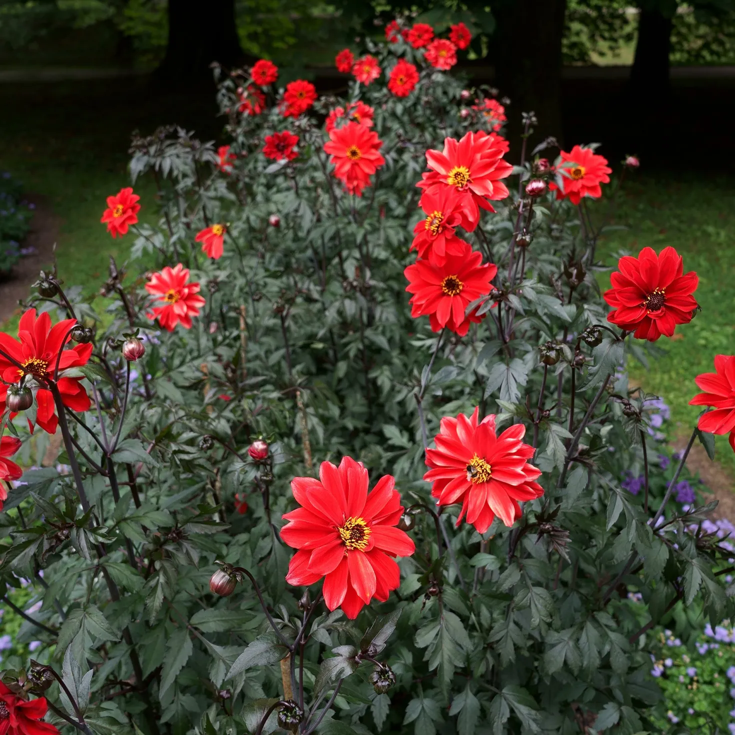 Dahlie ‘Bishop of Llandaff’ - Dunkles Laub, feurige Blüte