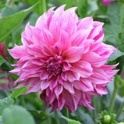 Dahlie ‘Cafe au Lait Rose’ - Zarte XXL-Blüten im Beet