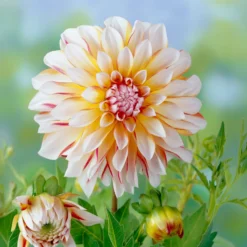 Dahlie Caribbean Fantasy - Zweifarbige Blüten sofort