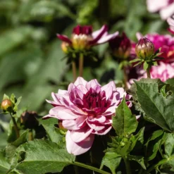 Dahlie ‘Crème de Cassis’ - Zweifarbig, üppig, easy