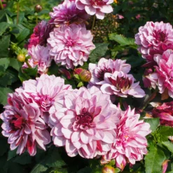 Dahlie ‘Crème de Cassis’ - Zweifarbig, üppig, easy