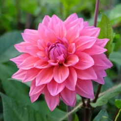 Dahlie Feline Yvonne - Zarte Blüten für Sträuße