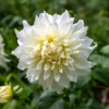 Dahlie 'Fleurel' (x3) - Riesenblüten in reinem Weiß