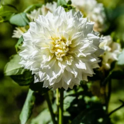 Dahlie 'Fleurel' (x3) - Riesenblüten in reinem Weiß