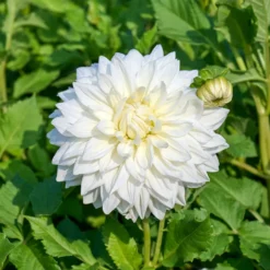 Dahlie 'Fleurel' (x3) - Riesenblüten in reinem Weiß
