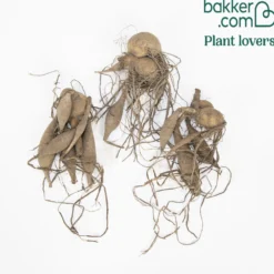 Dahlie Fubuki rot-weiß (x3) - Zweifarbige Blüten sofort