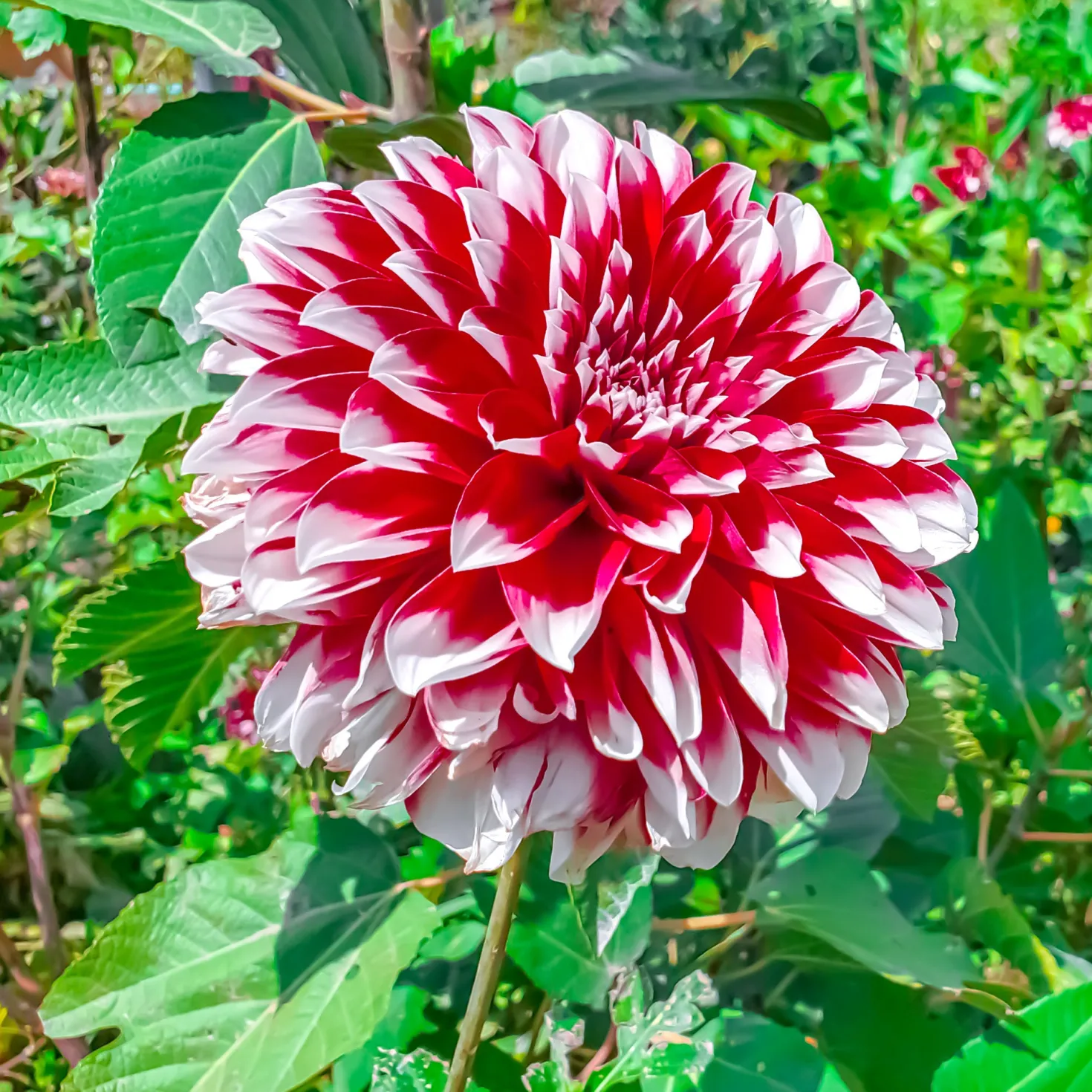 Dahlie Fubuki rot-weiß (x3) - Zweifarbige Blüten sofort