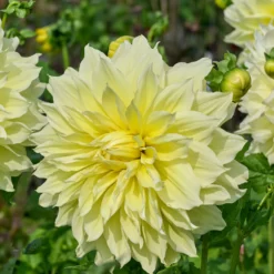 Dahlie 'Kelvin Floodlight' (x3) - Riesenblüten in Sonnengelb