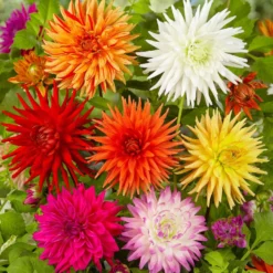 Dahlie Mischung 'Cactus' (x10) - Feuerwerk im Beet