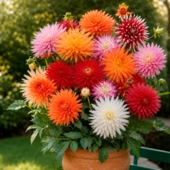 Dahlie Mischung 'Cactus' (x10) - Feuerwerk im Beet