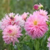 Dahlie 'Nadia Ruth' (x3) - Rüschenblüten in zartem Rosa