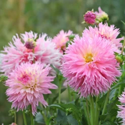 Dahlie 'Nadia Ruth' (x3) - Rüschenblüten in zartem Rosa