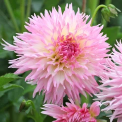 Dahlie 'Nadia Ruth' (x3) - Rüschenblüten in zartem Rosa