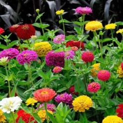Dahlienblütige Zinnie Gemischt - Volle Vase den ganzen Sommer