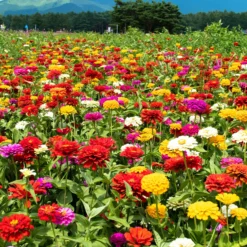 Dahlienblütige Zinnie Gemischt - Volle Vase den ganzen Sommer