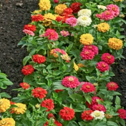 Dahlienblütige Zinnie Gemischt - Volle Vase den ganzen Sommer