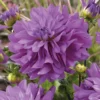 Dahlien Bluetiful (x3) - Seltenes Blau im Beet