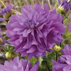 Dahlien Bluetiful (x3) - Seltenes Blau im Beet