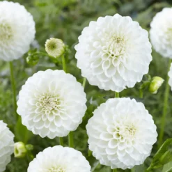 Dahlien ‘Boom Boom White’ (x3) - Weiße Blütenbälle im Garten