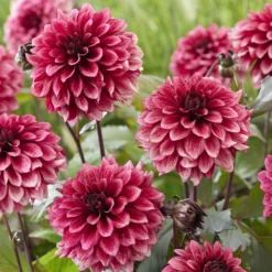 Dahlie ‘Night Silence’ - Dunkles Laub, rosa Blüten