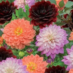 Dahlien Mischung (After Dusk, October Sky, Zsarelle) (x6) - Sommerfarben ohne Aufwand