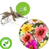 Dahlien Mischung 'HS Butterfly' (x6) - Bunte Blüten den ganzen Sommer