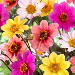 Dahlien Mischung 'HS Butterfly' (x6) - Bunte Blüten den ganzen Sommer