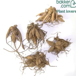 Dahlien Mischung (x5) - Farbenfrische den ganzen Sommer
