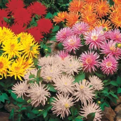 Dahlien Mischung (x5) - Farbenfrische den ganzen Sommer