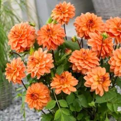 Dahlien Mischung (x5) - Farbenpracht den ganzen Sommer