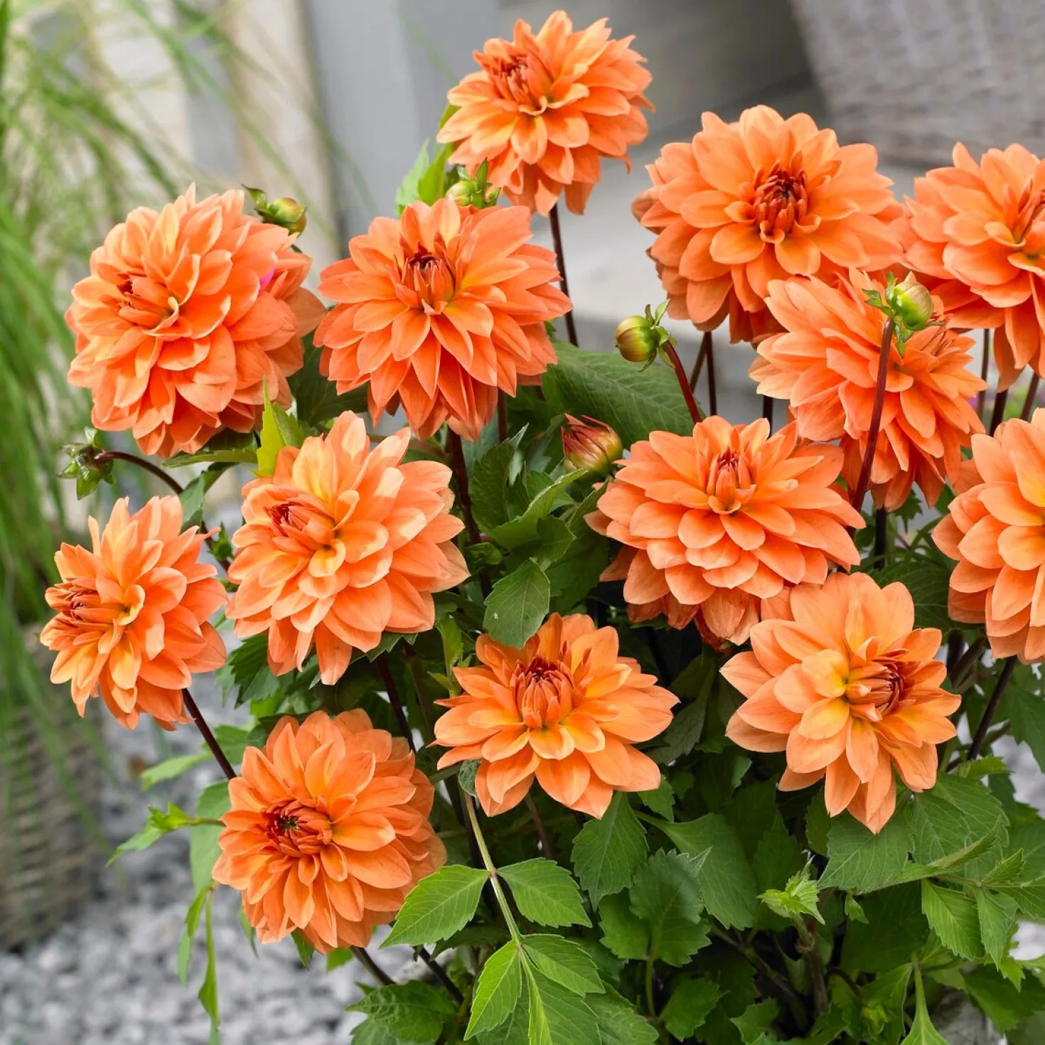 Dahlien Mischung (x5) - Farbenpracht den ganzen Sommer