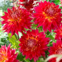 Dahlien Mischung (x5) - Farbenpracht den ganzen Sommer
